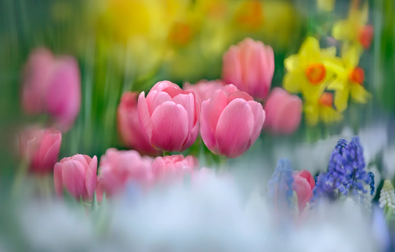 Фото обои размытость, тюльпаны, розовые, бутоны