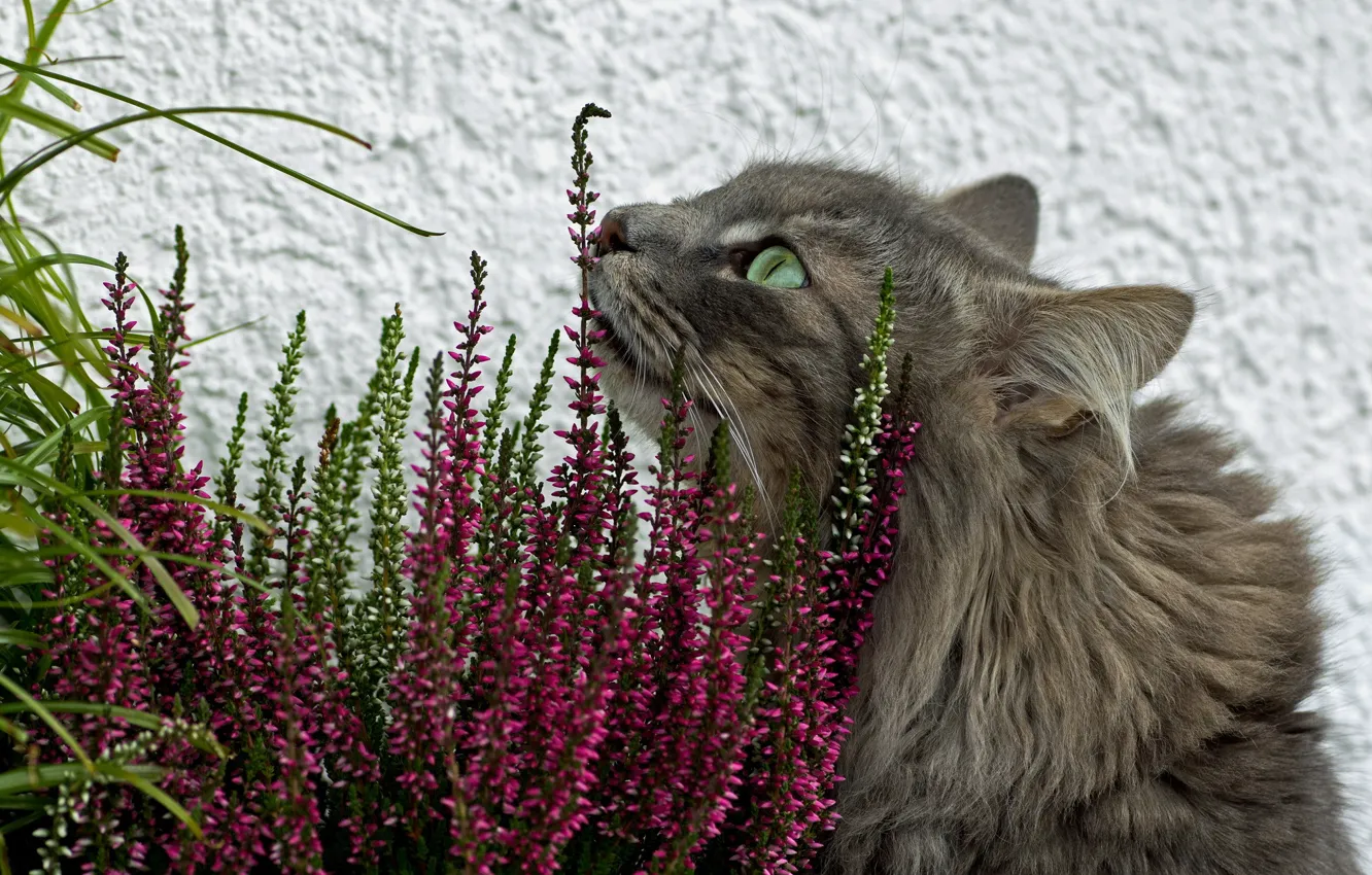Фото обои кошка, трава, цветы, серая, пушистая