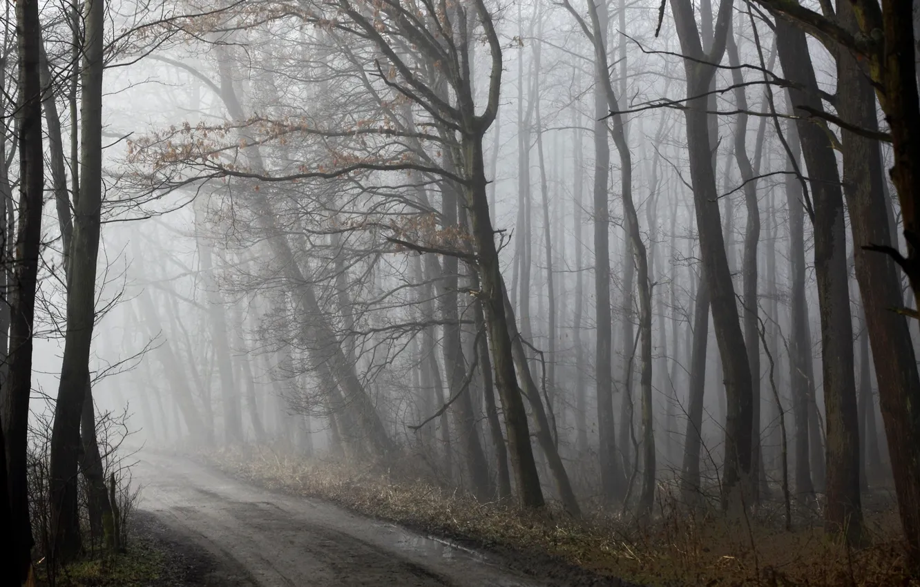 Фото обои дорога, лес, туман, весна, утро