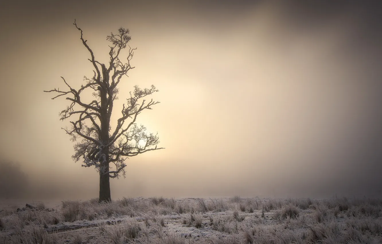 Фото обои туман, дерево, утро