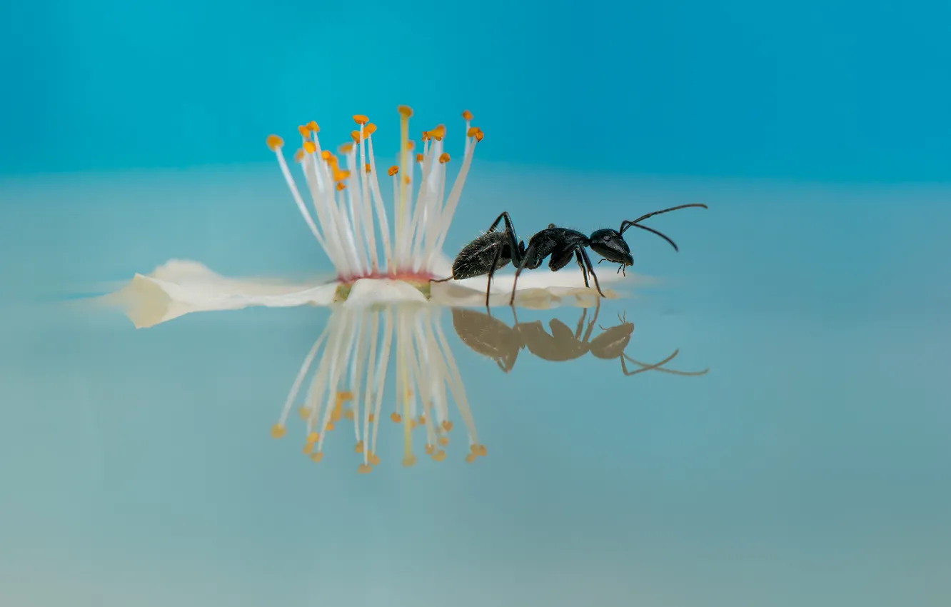 Фото обои цветок, вода, отражение, муравей