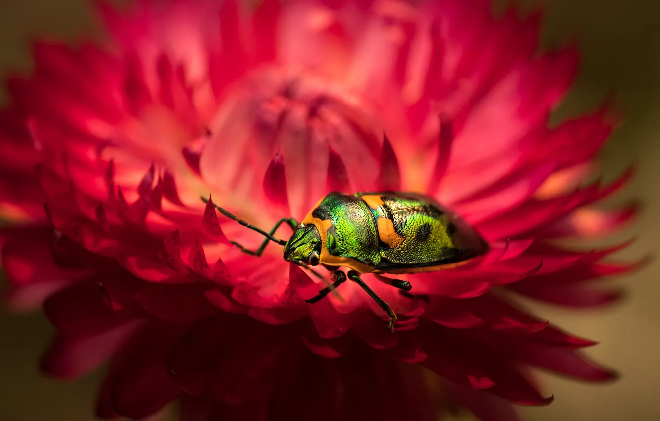 Фото обои цветок, макро, красный, зеленый, жук, размытие, лепестки, насекомое