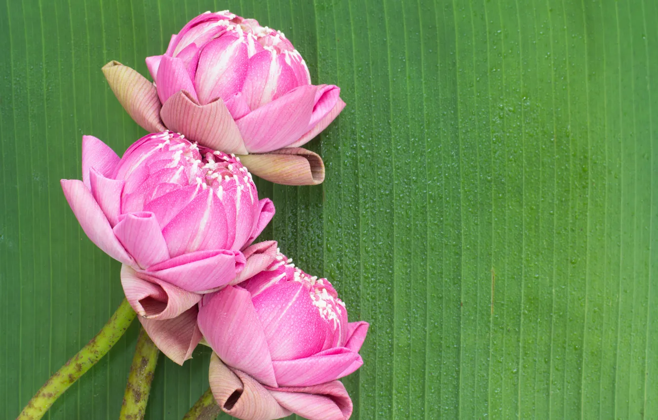 Фото обои цветы, розовый, лотос, бутоны, pink, flowers, lotus