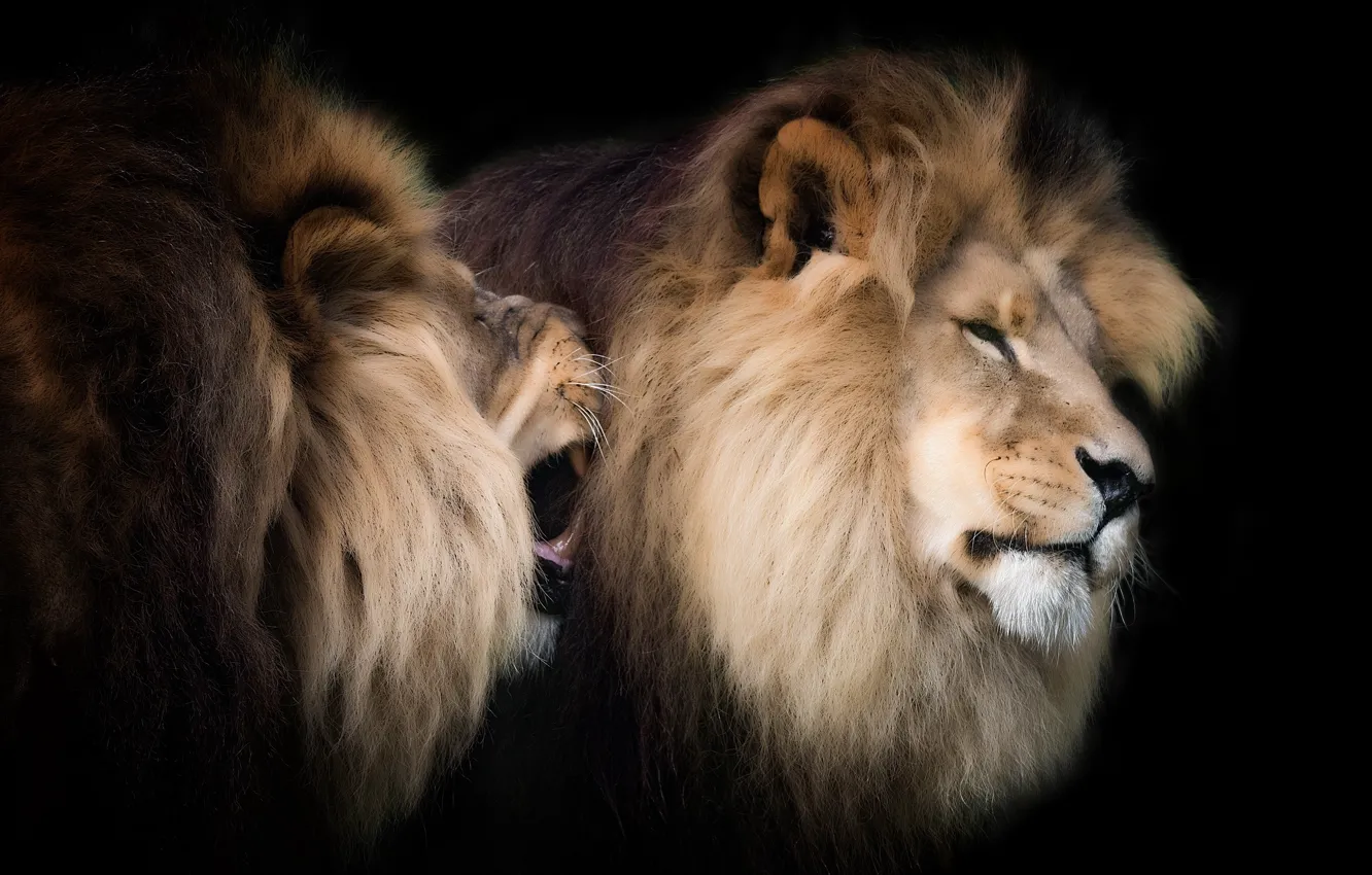 Фото обои природа, фон, львы
