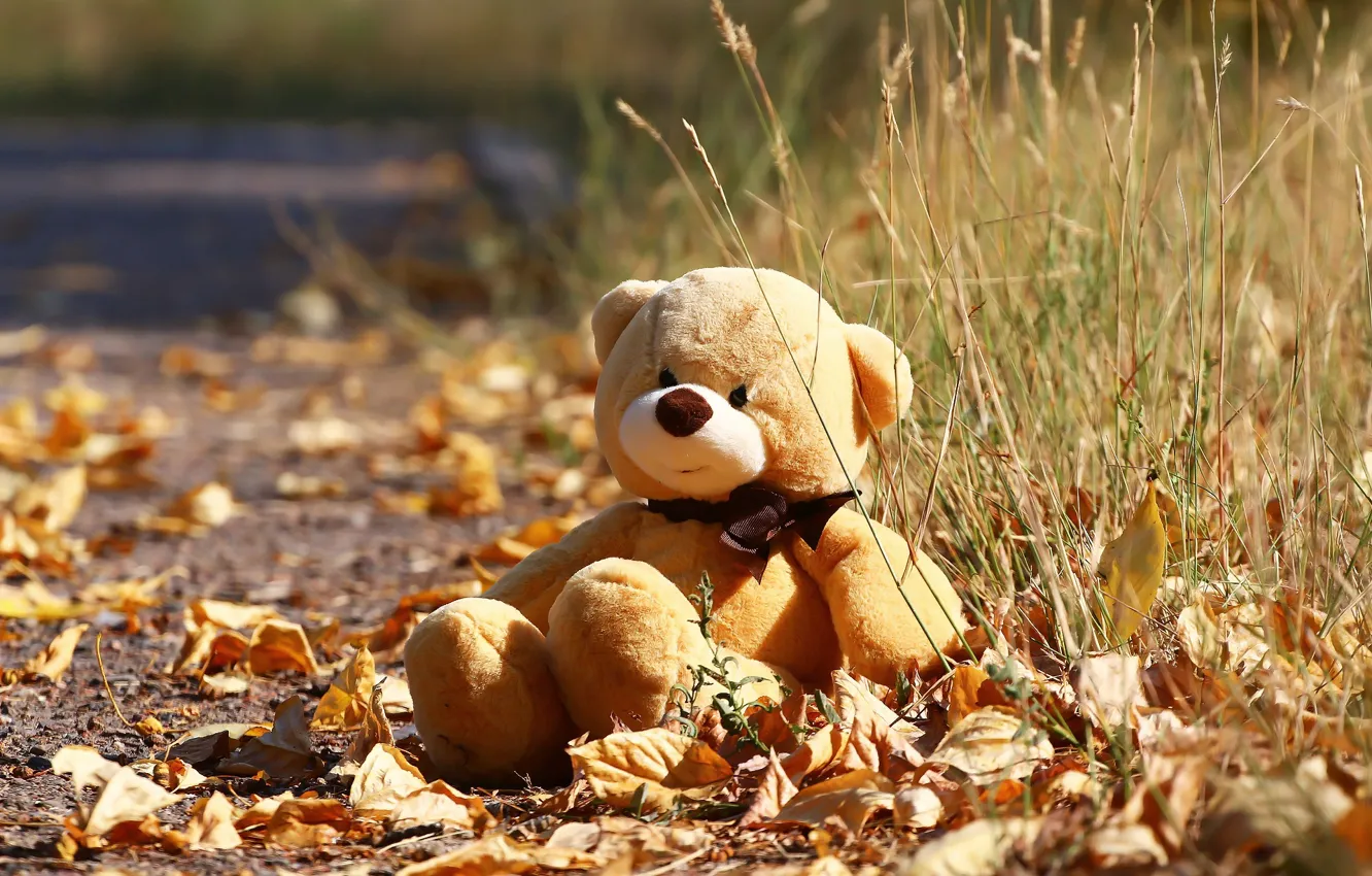 Фото обои осень, игрушка, мишка, листочки, травка