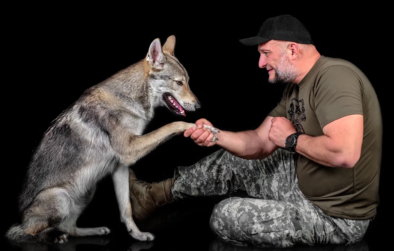 Фото обои волк, собака, мужчина, кепка, пожатие