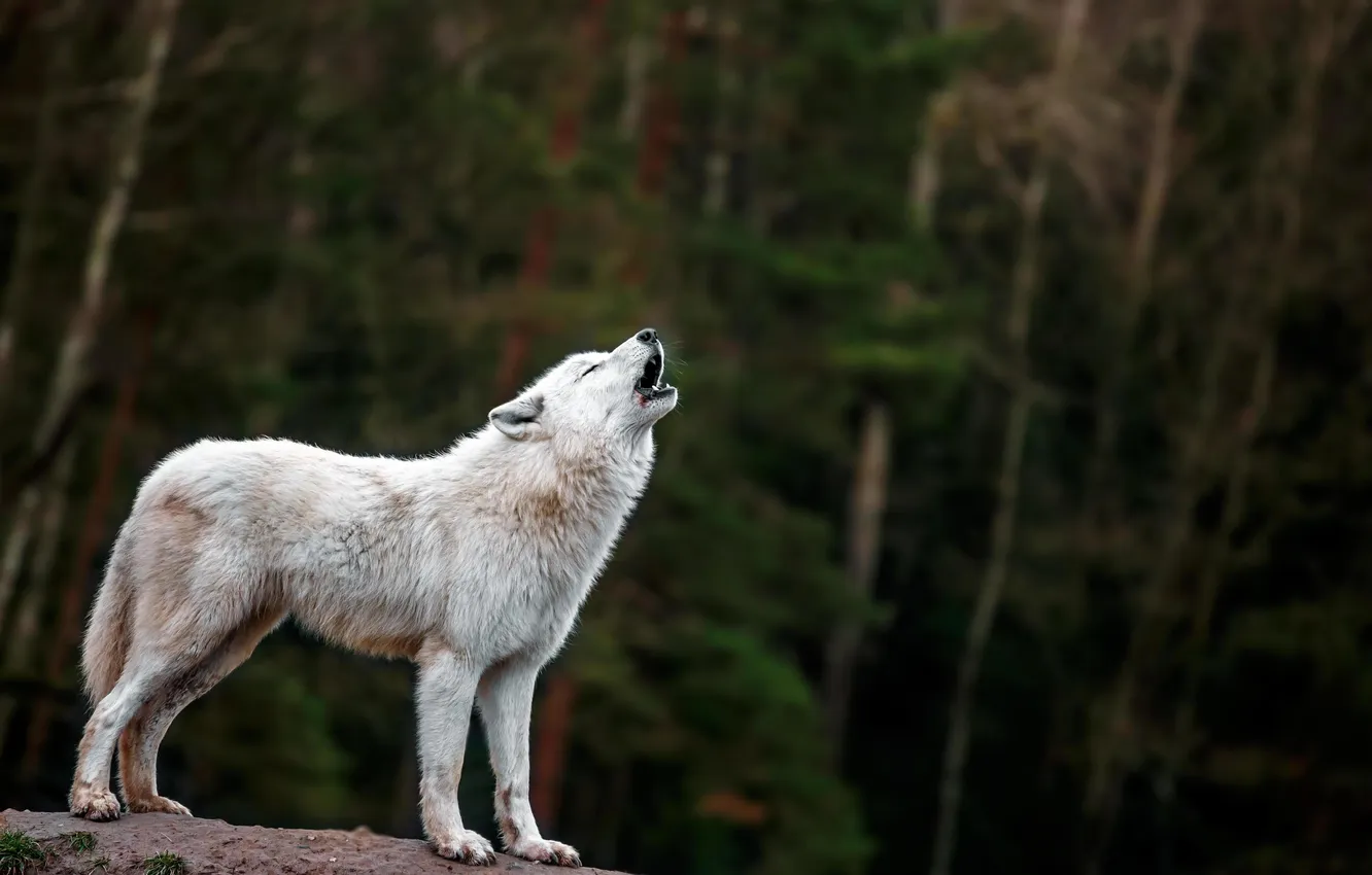 Фото обои nature, face, animal, wolf, wildlife, head, fur, mammal