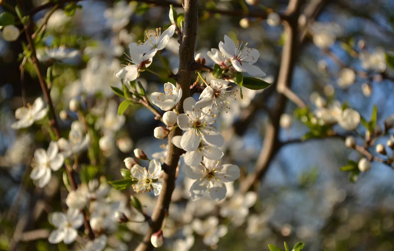 Фото обои цветы, природа, парк, весна, прогулка
