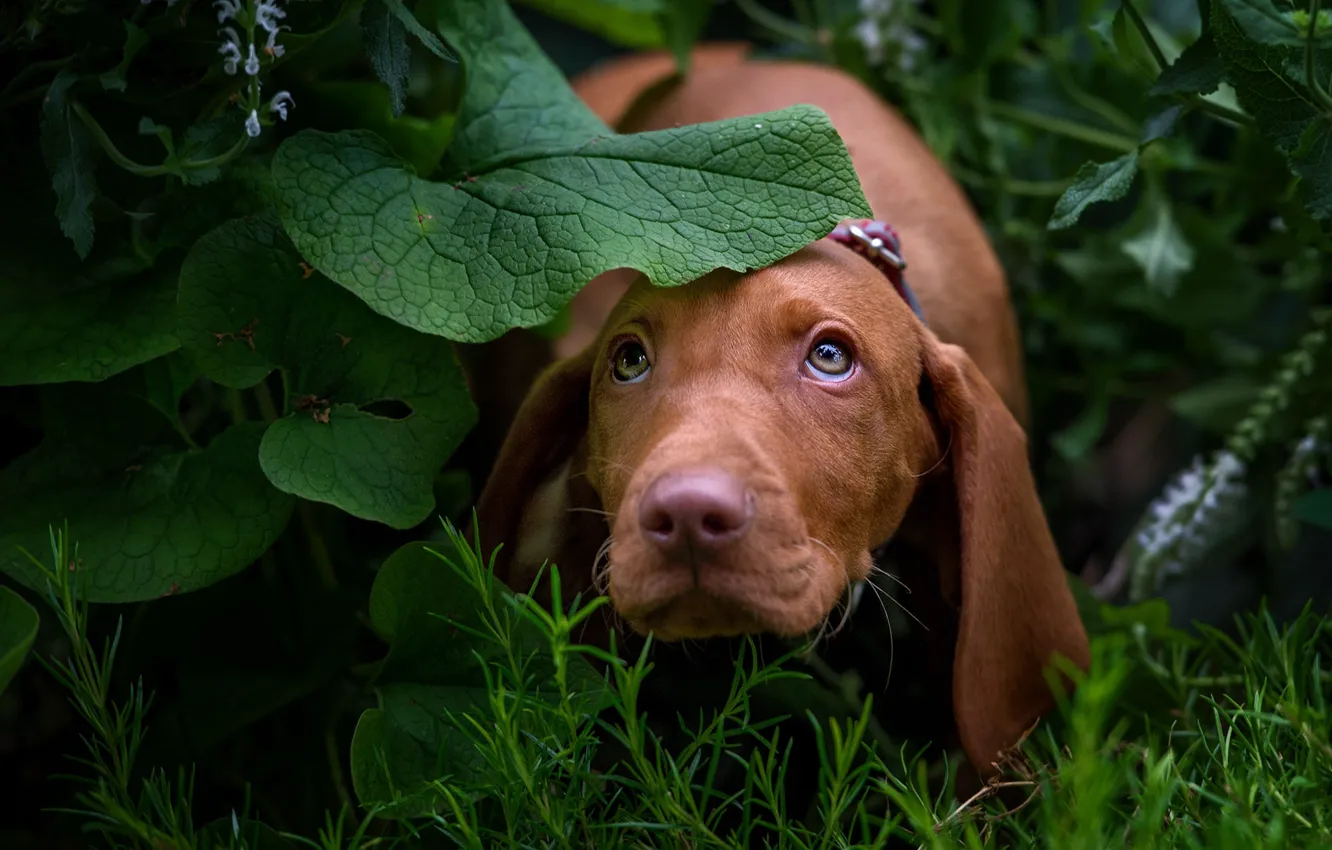 Фото обои зелень, взгляд, морда, листья, природа, собака, щенок, такса