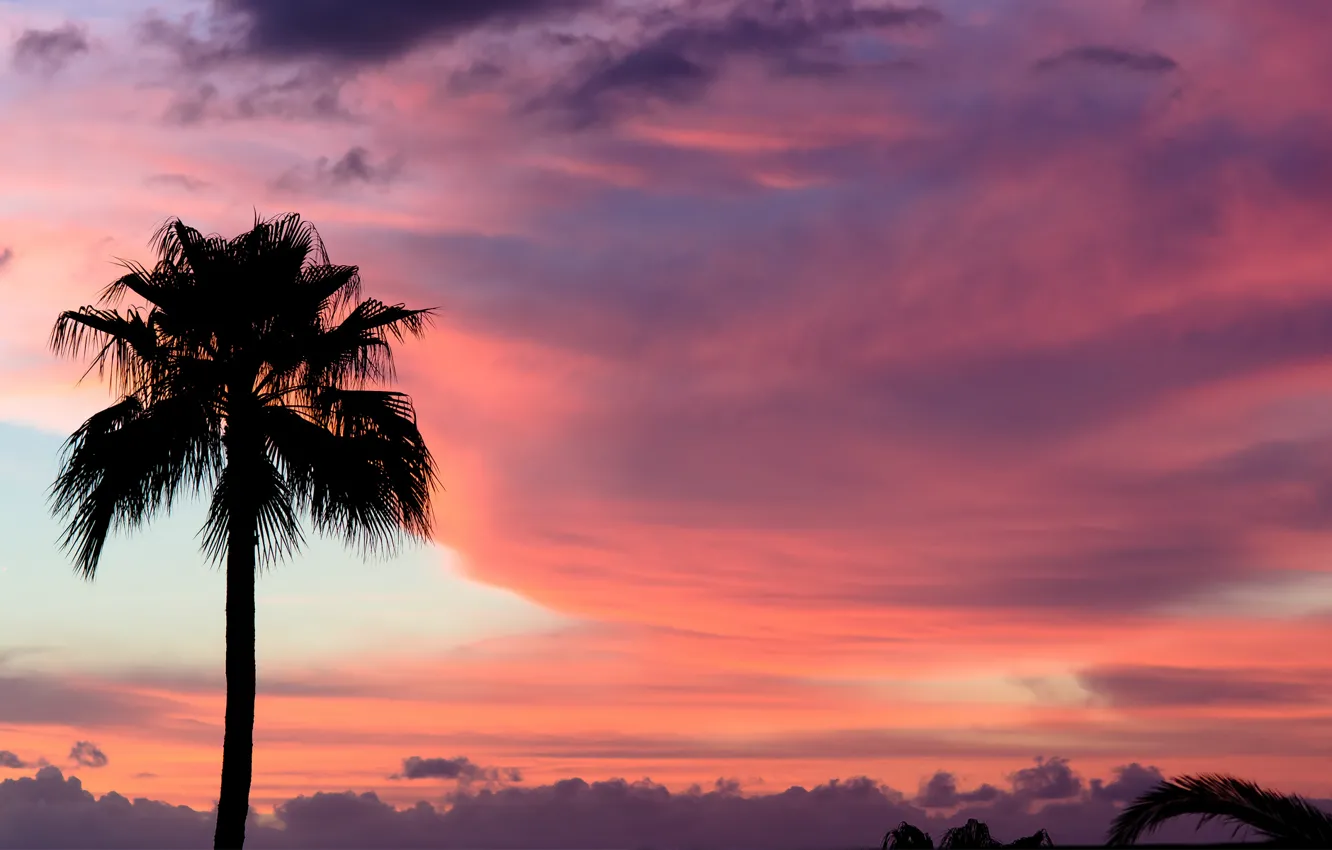 Фото обои небо, облака, закат, пальма, розовый, краски, Sunset, Тенерифе