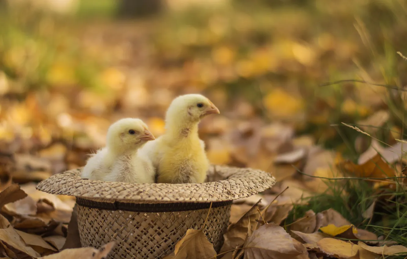 Фото обои осень, листья, цыплята, шляпа, желтые
