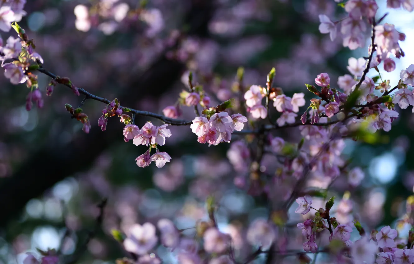 Фото обои свет, цветы, ветки, вишня, ветка, весна, сакура, розовые