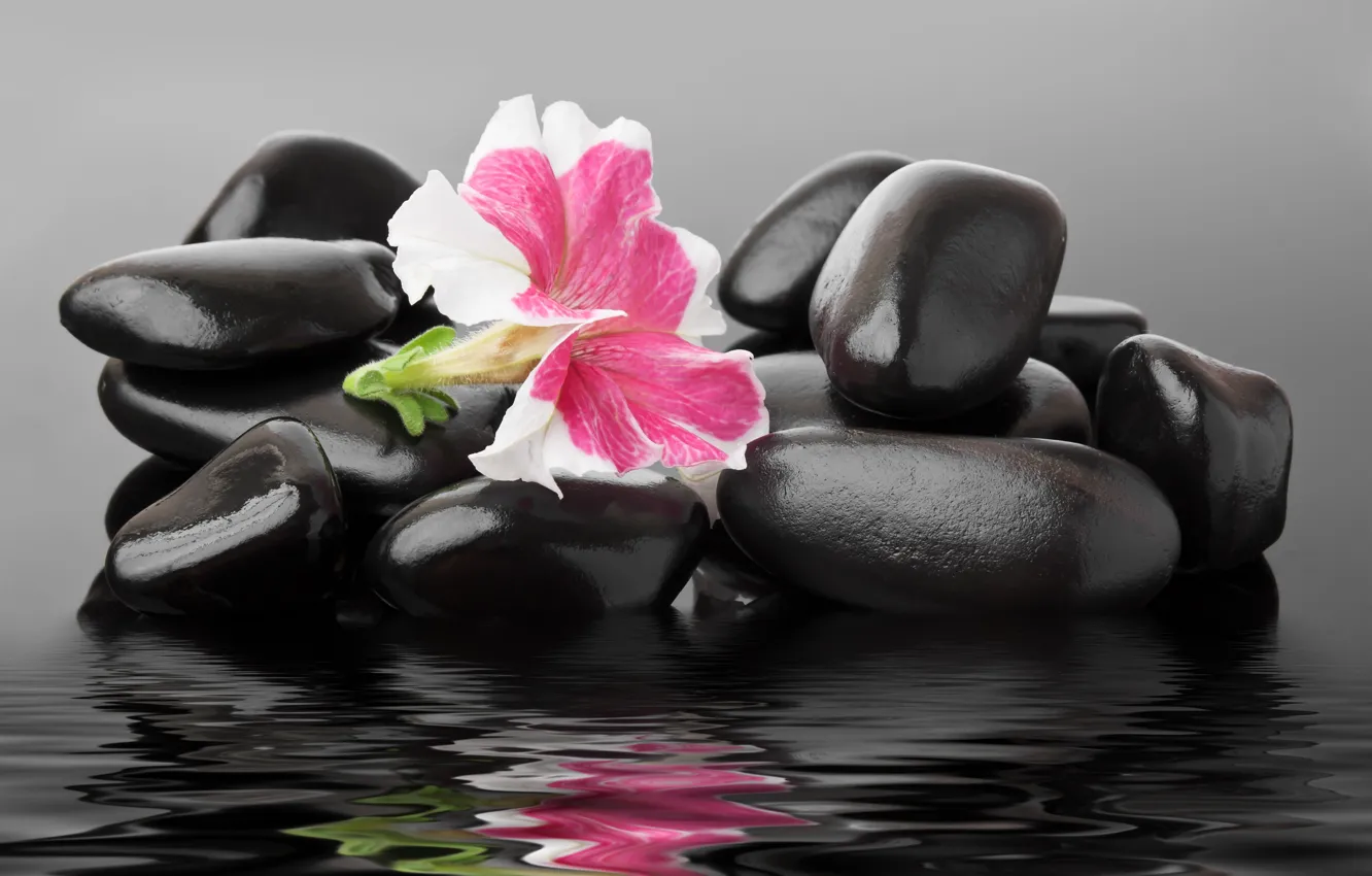 Фото обои цветок, вода, камешки, spa