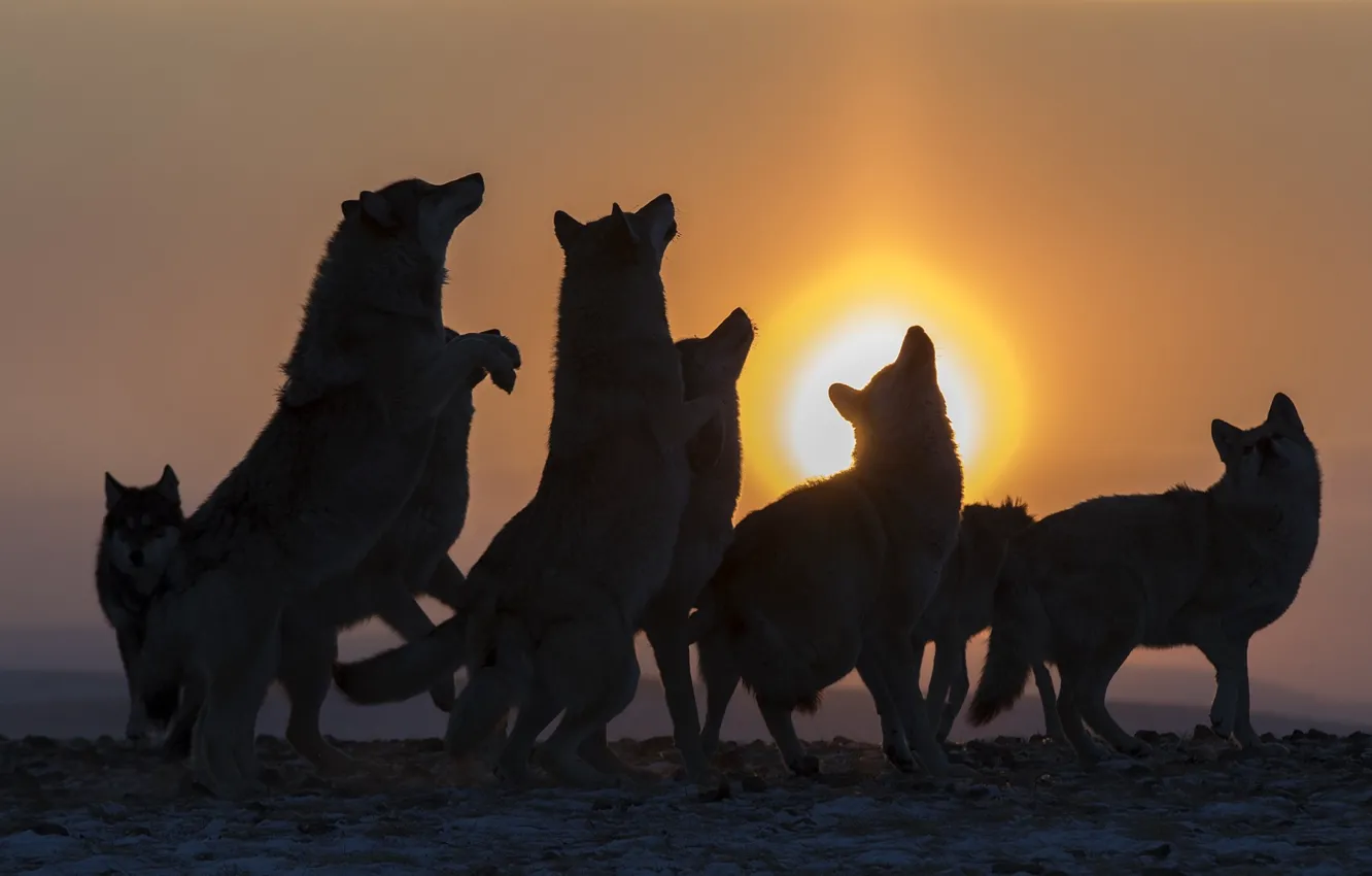 Фото обои animals, wolves, shadows, wildlife, pack