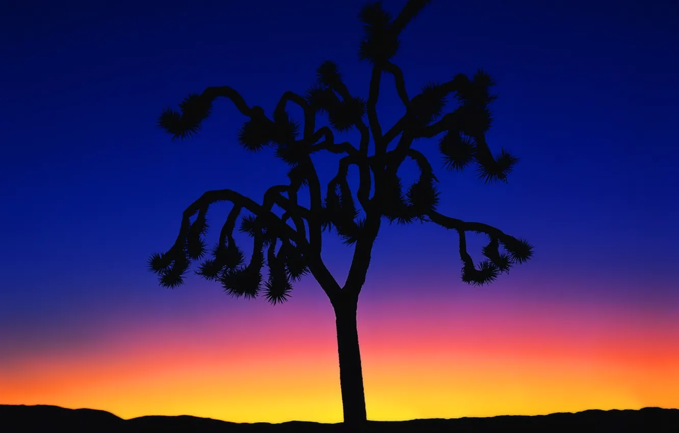 Фото обои закат, дерево, минимализм, 150