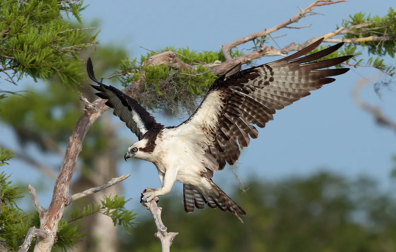 Фото обои природа, птица, Osprey