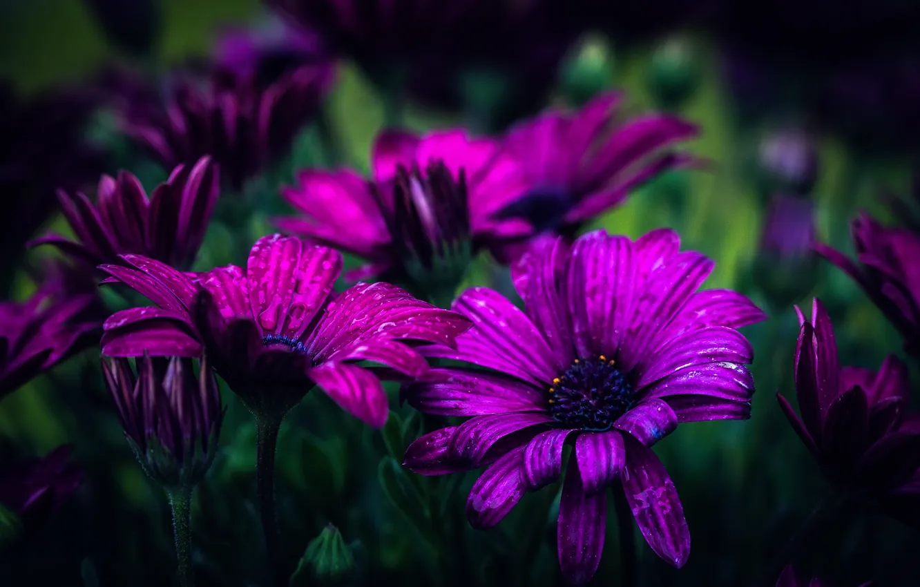 Фото обои капли, боке, Purple daisies