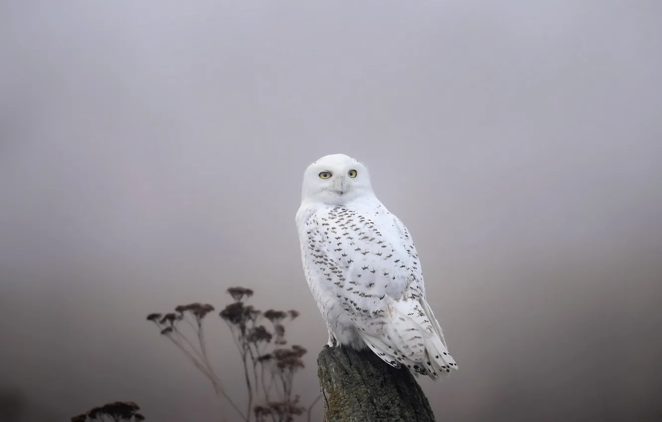 Фото обои птица, Fog, Snowy Owl