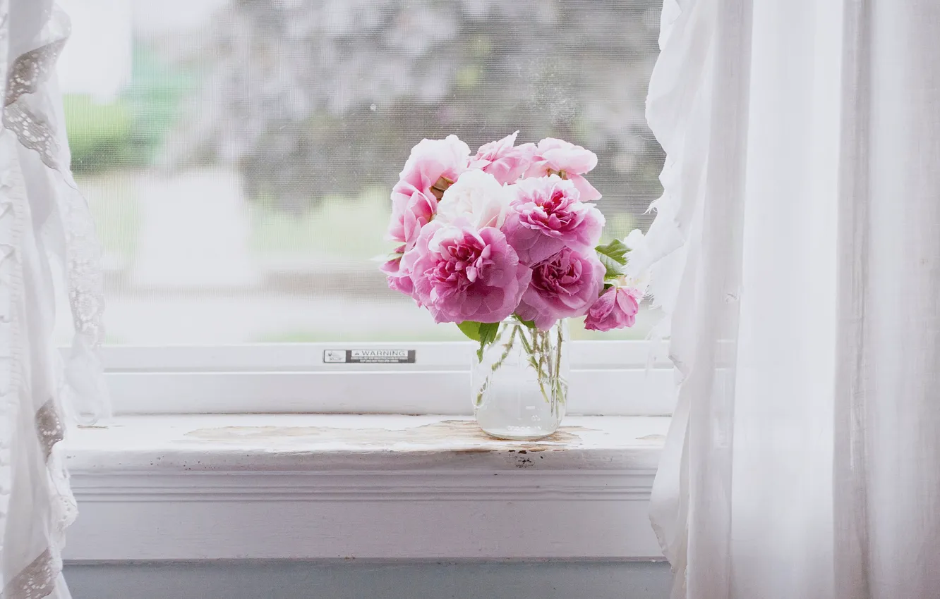 Фото обои цветы, розовый, окна, натюрморт, розовые цветы