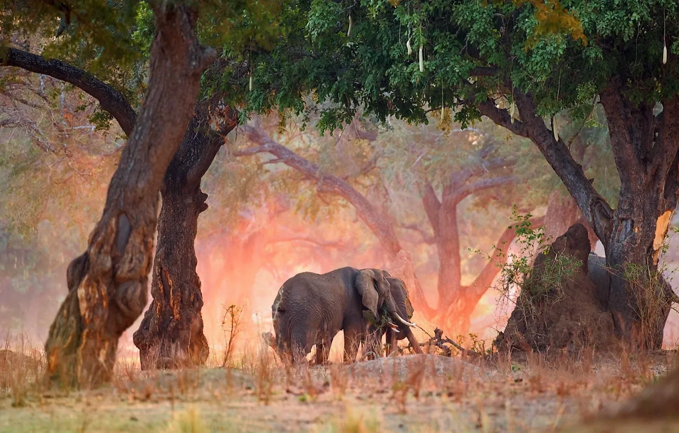Фото обои trees, nature, elephants, africa