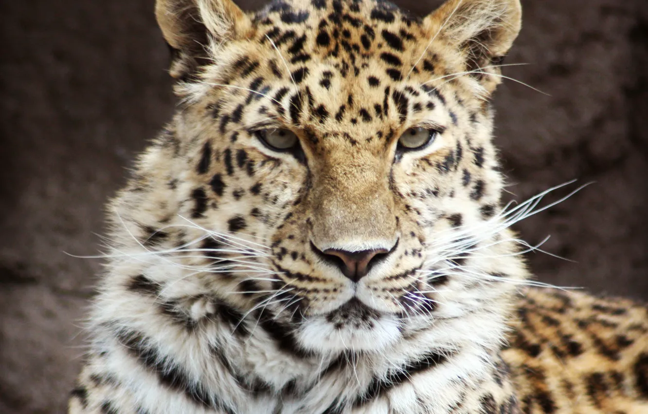 Фото обои усы, морда, крупный план, хищник, леопард