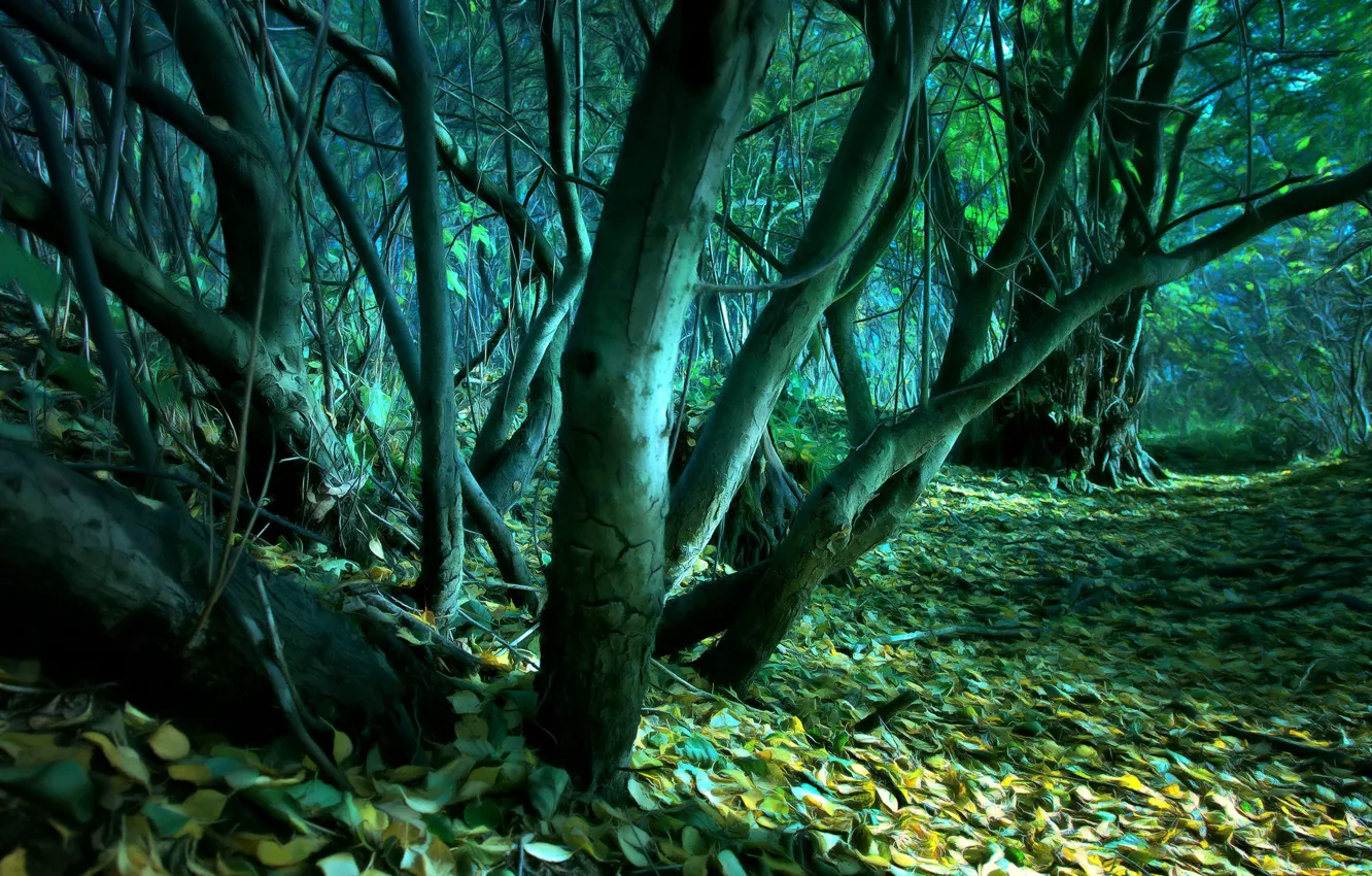 Фото обои лес, листья, деревья, digital painting