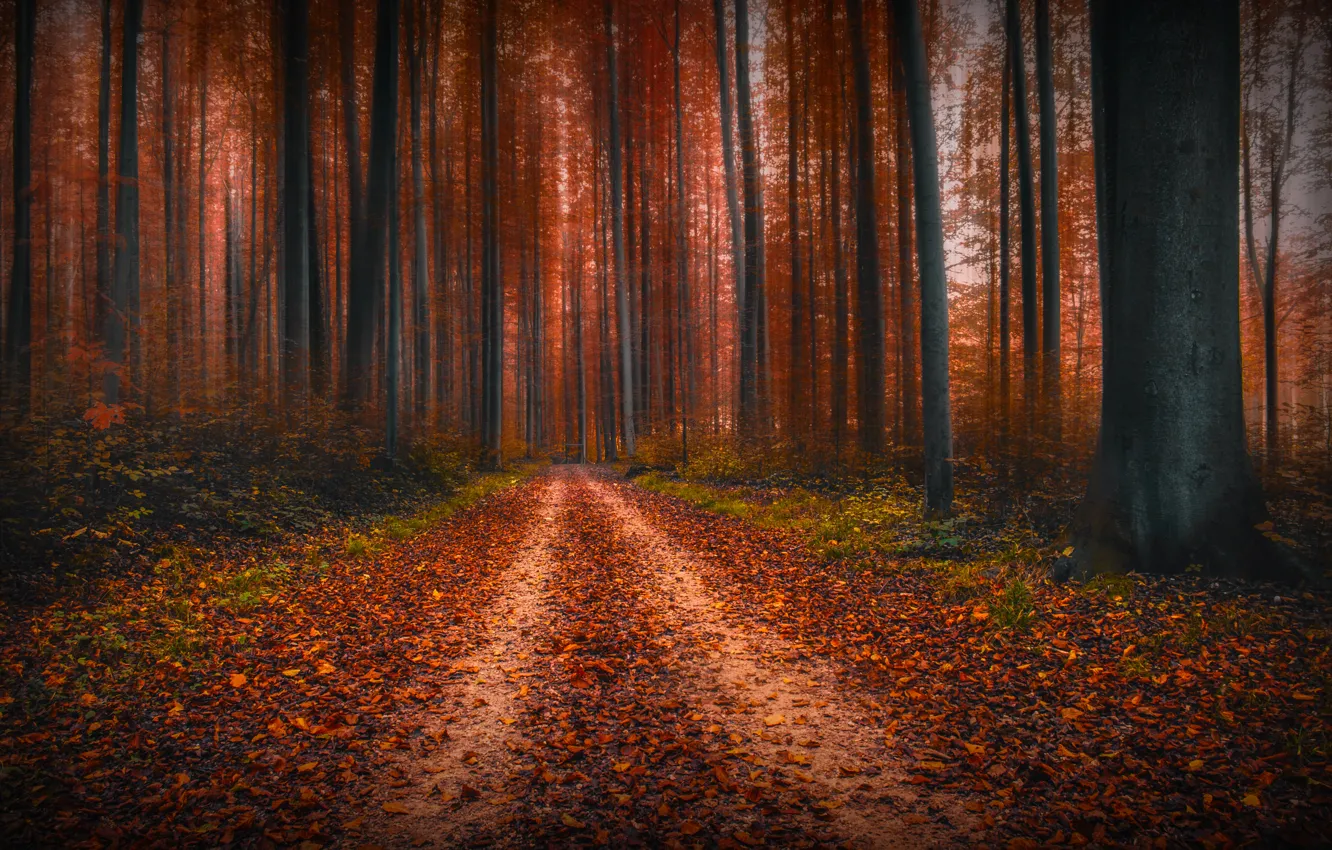 Фото обои осень, лес, деревья, природа, дорожка