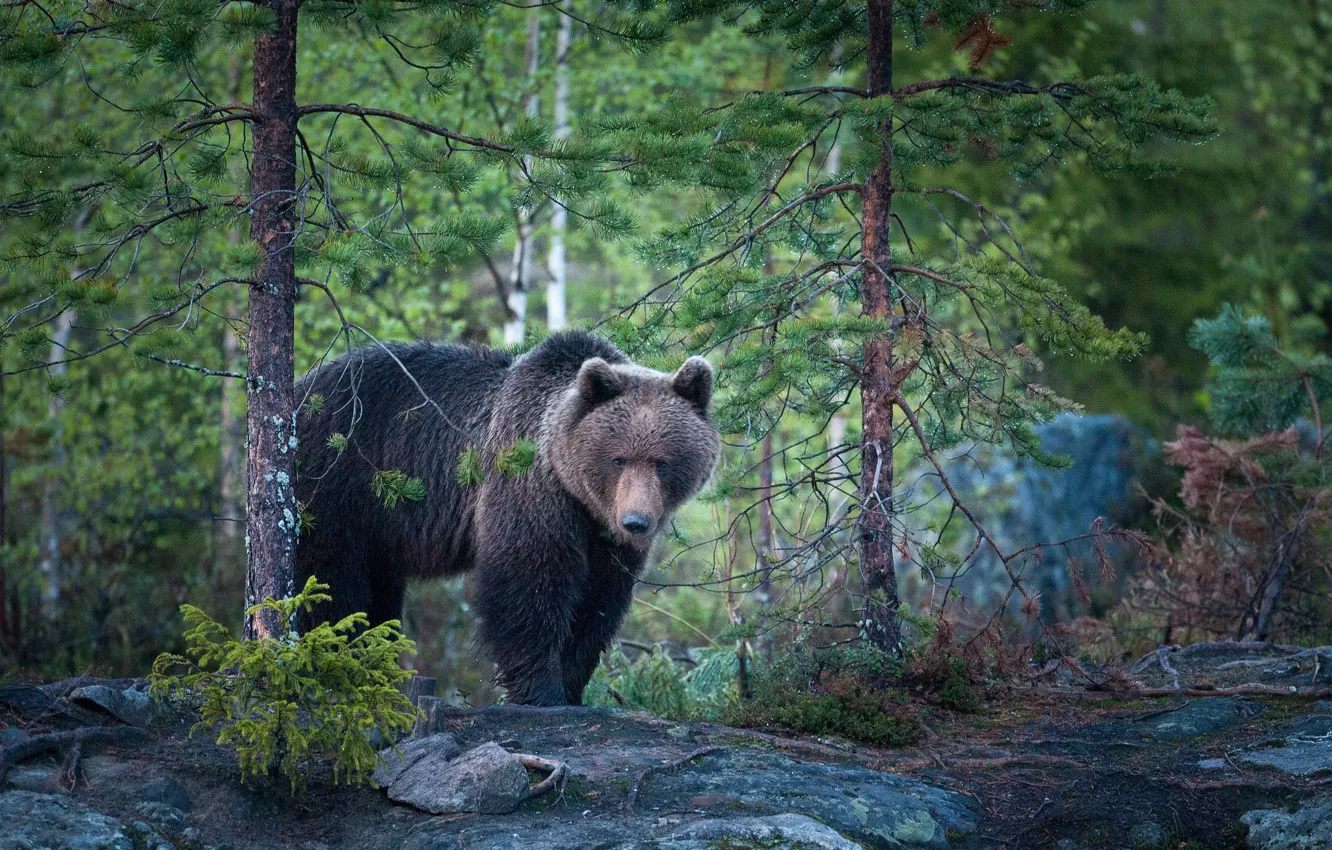 Фото обои лес, природа, медведь