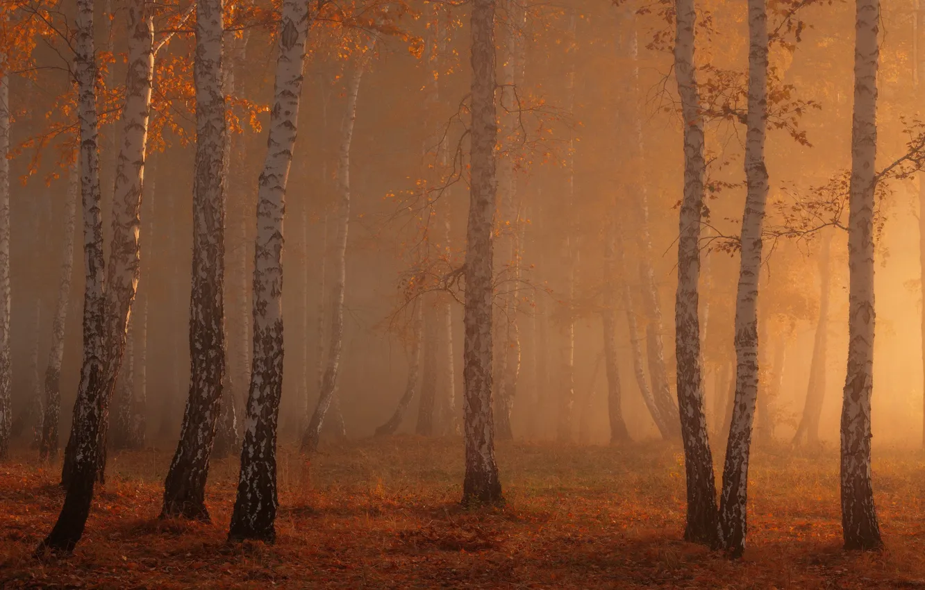 Фото обои осень, лес, свет, природа, березы