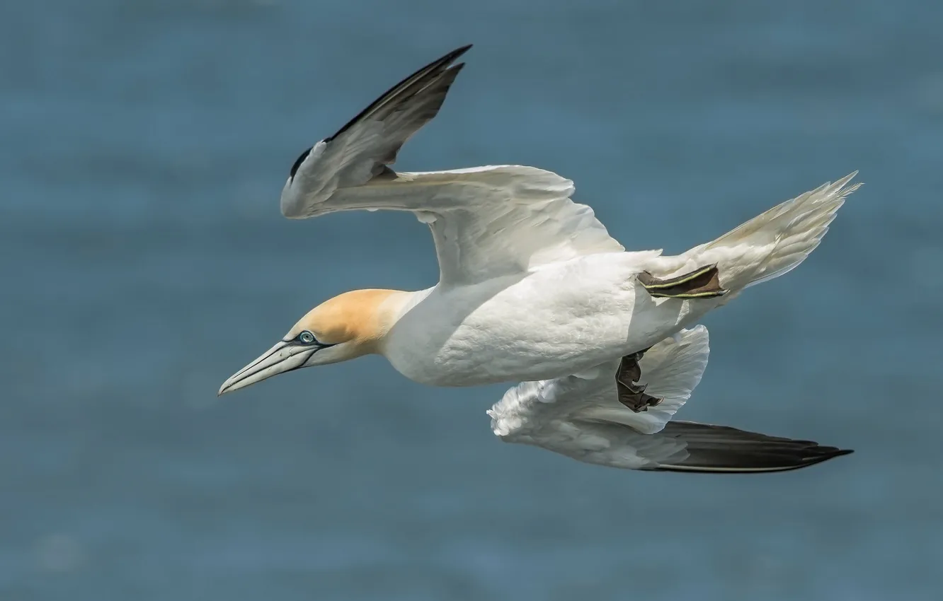 Фото обои полет, птица, крылья, северная олуша