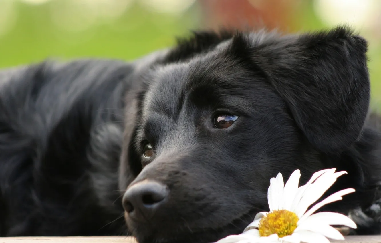 Фото обои цветок, глаза, собака