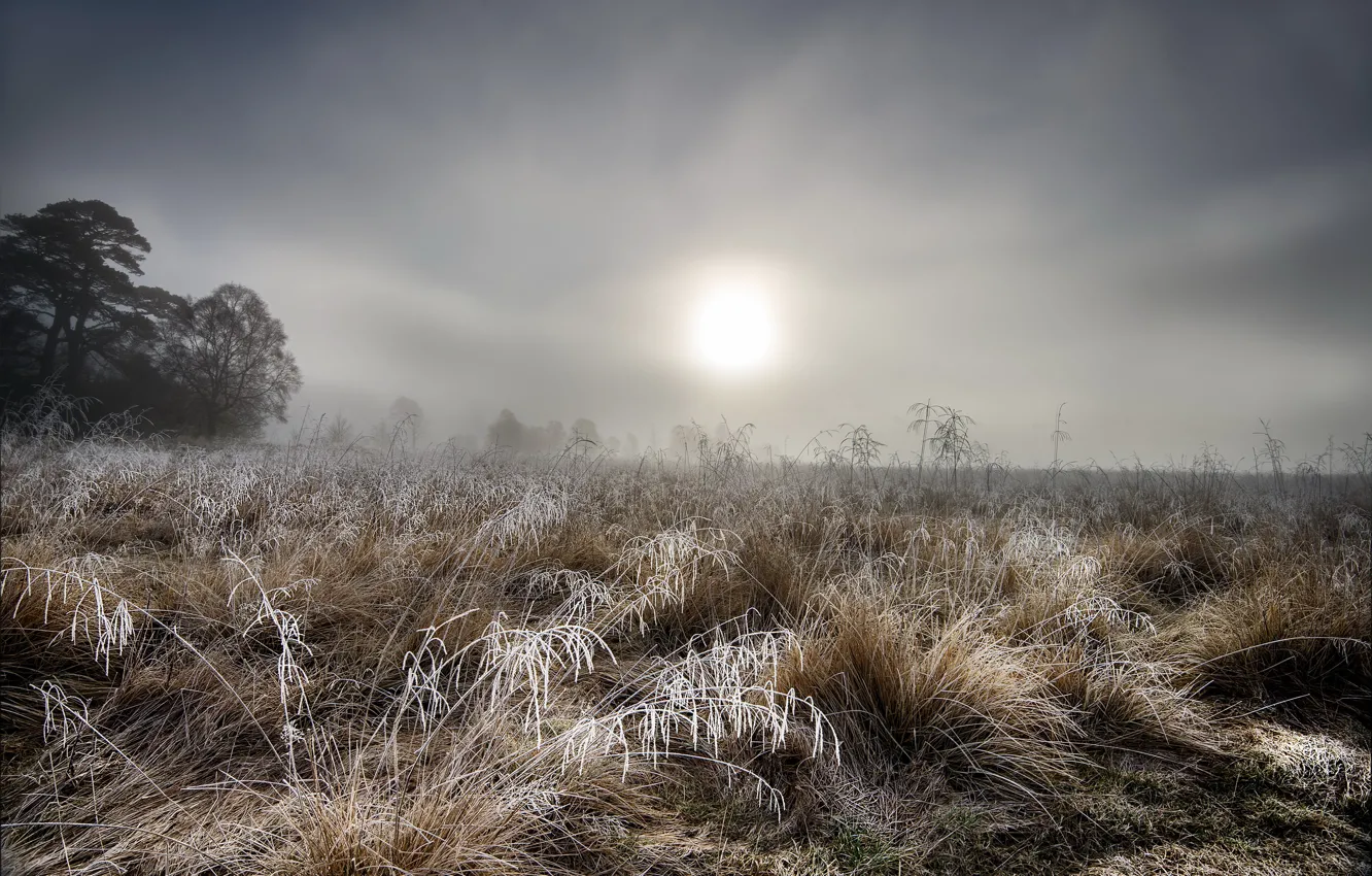 Фото обои иней, трава, туман