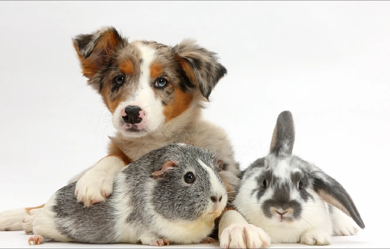 Фото обои animals, dog, bunny, friends, pig...