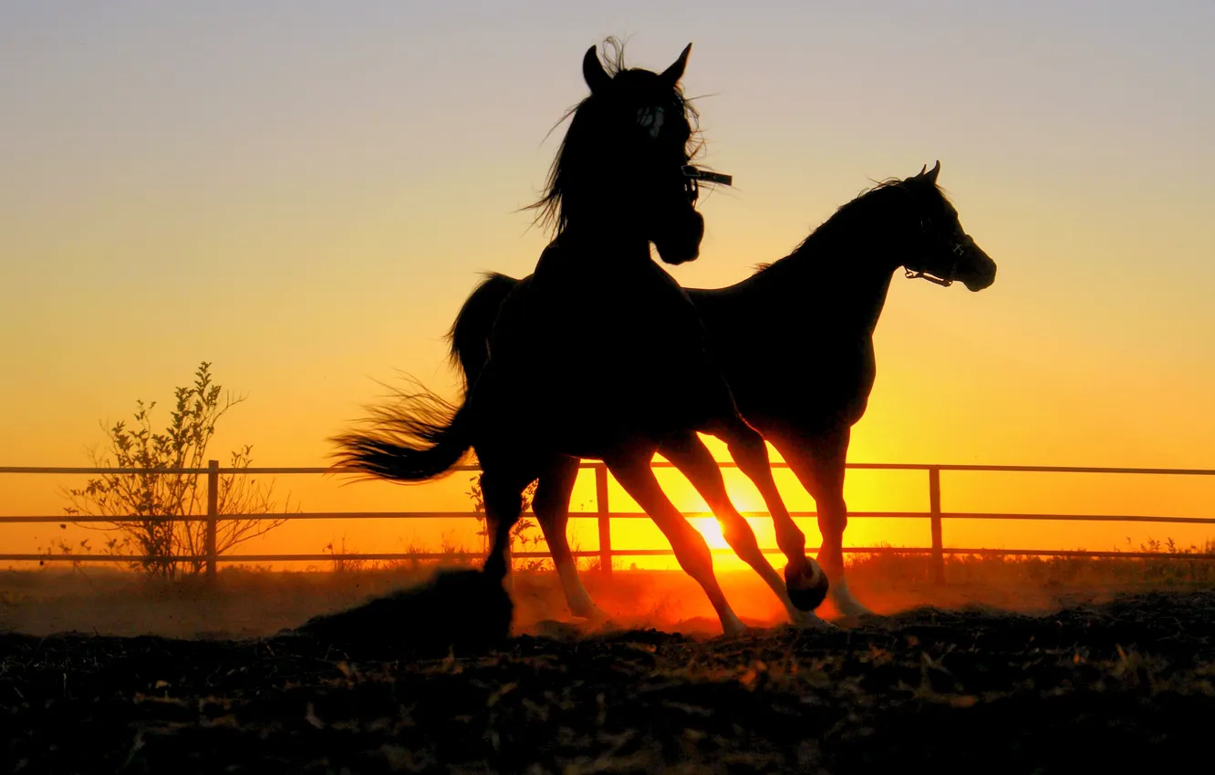 Фото обои закат, кони, вечер