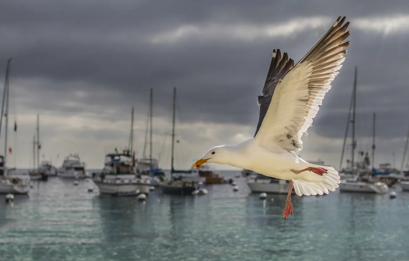 Фото обои птица, яхты, чайка, Калифорния, Pacific Ocean, California, суда, Тихий океан
