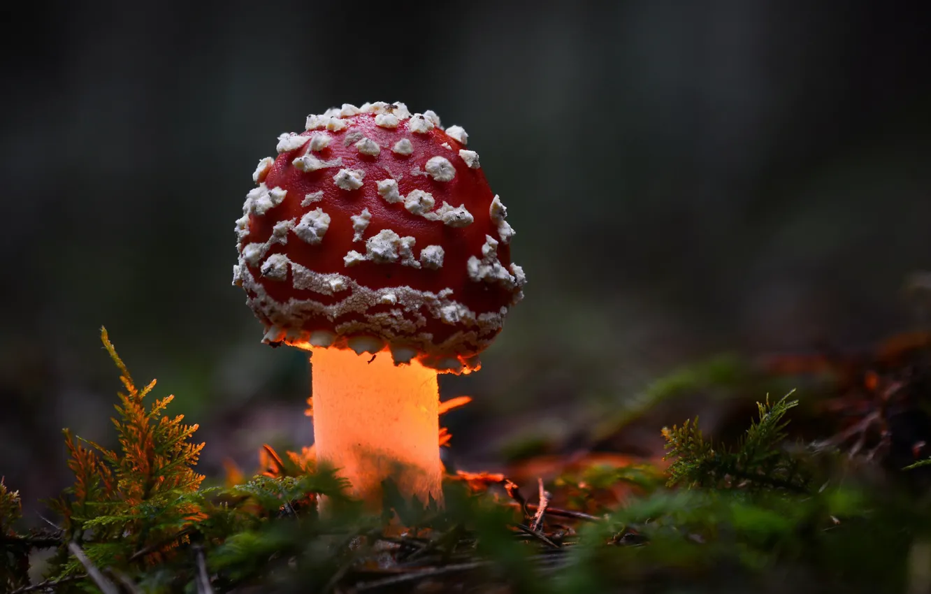 Фото обои осень, лес, макро, свет, гриб, мухомор