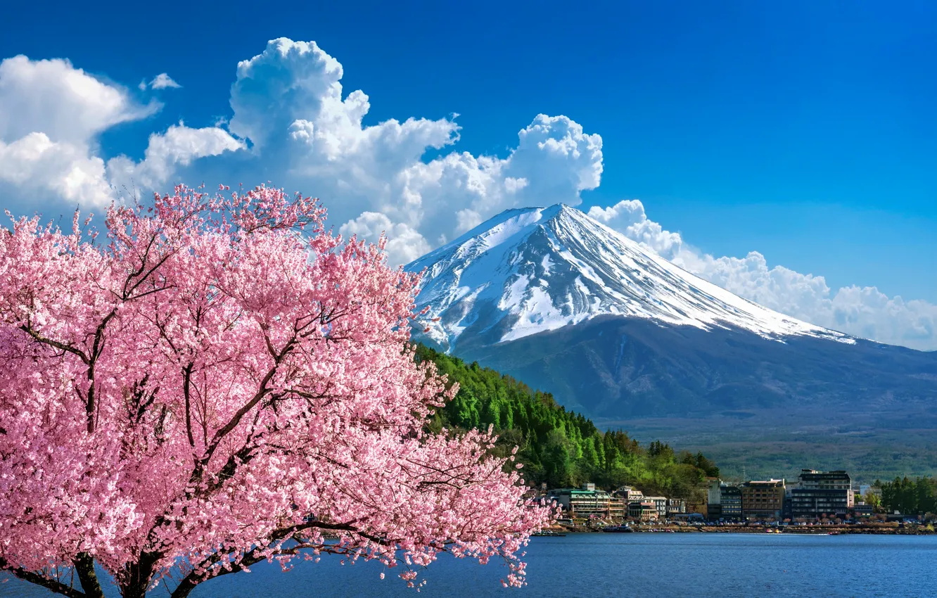 Фото обои вишня, весна, Япония, сакура, Japan, цветение, гора Фуджи, landscape