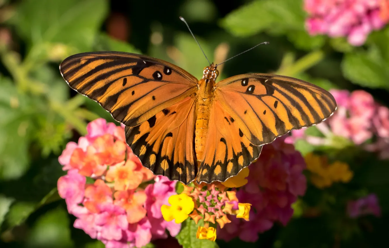 Фото обои цветы, бабочка, крылья, насекомое, лантана