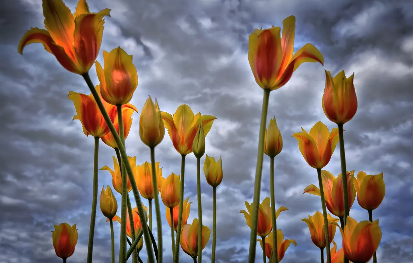 Фото обои небо, облака, цветы, тюльпаны