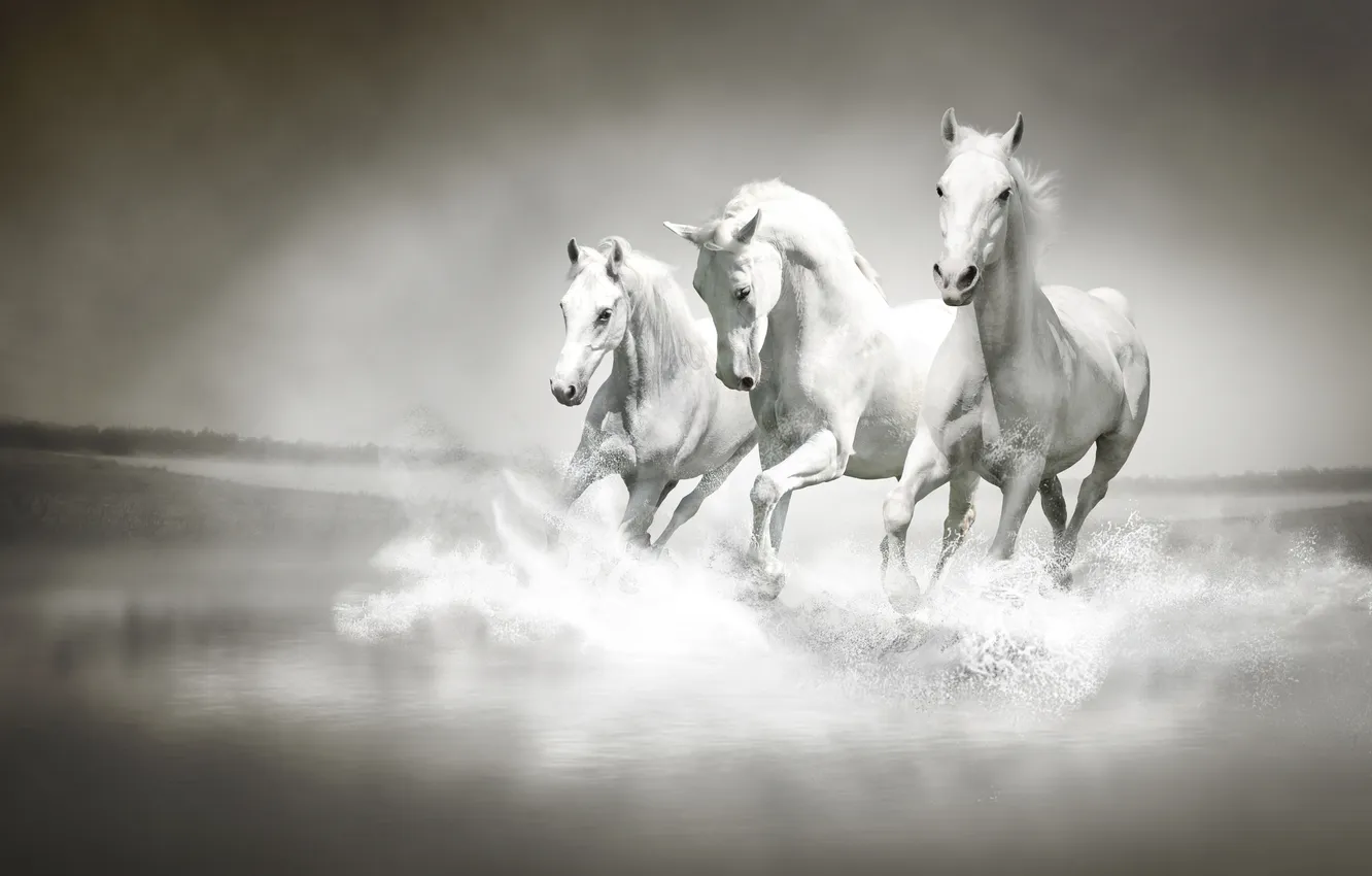 Фото обои вода, брызги, река, кони, бег