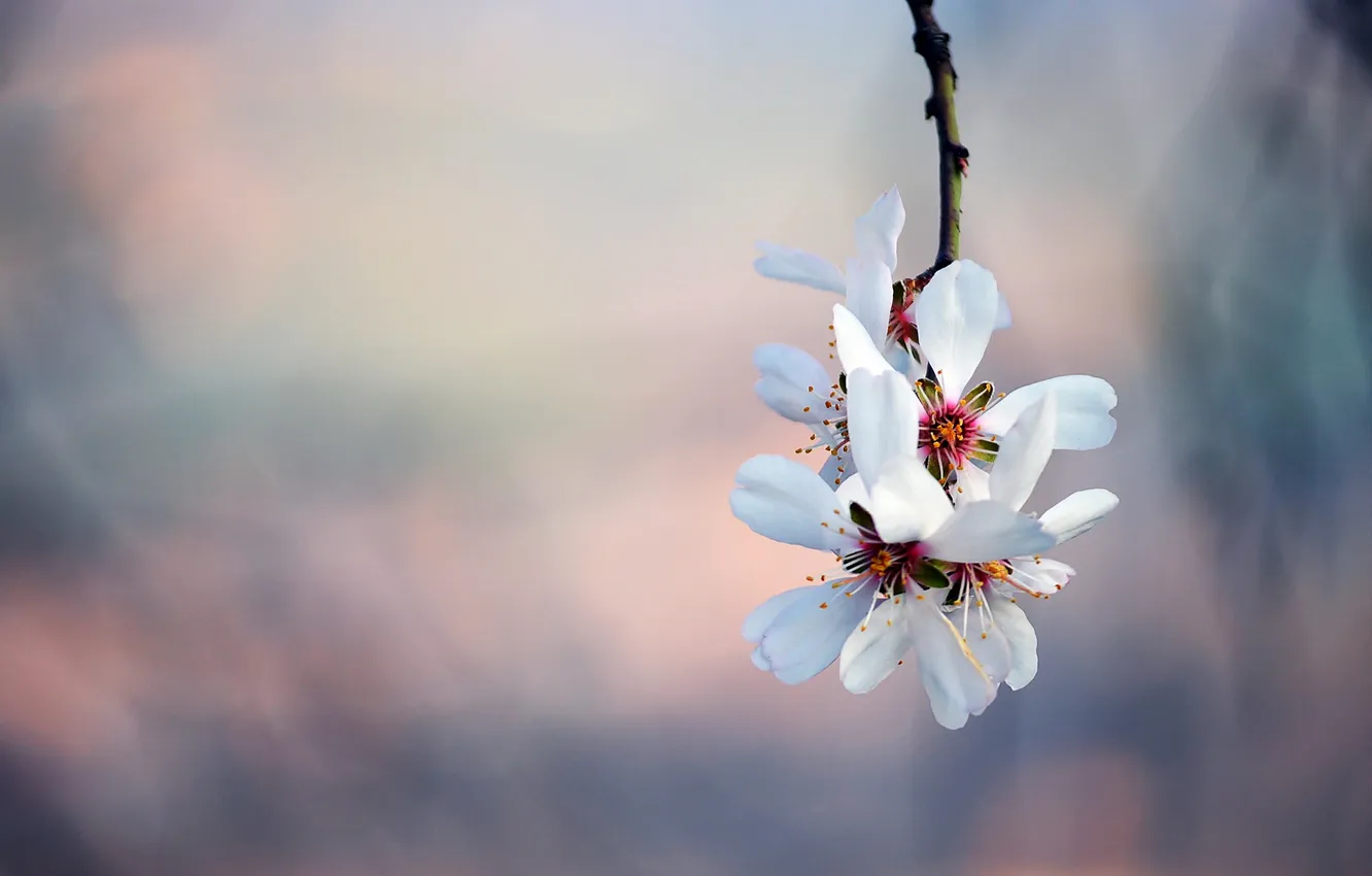 Фото обои весна, лепестки, сакура, цветение, веткa