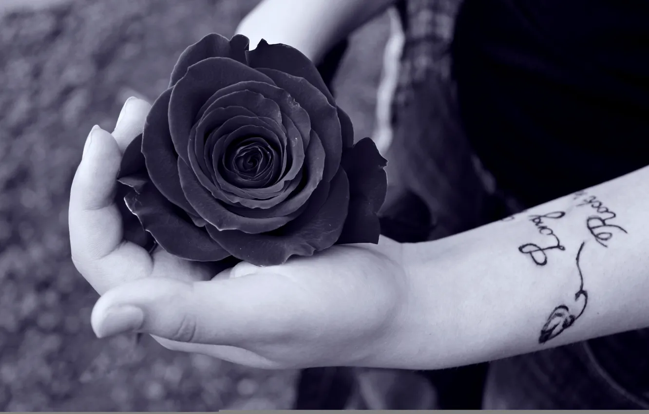 Фото обои woman, tattoo, hands, black rose