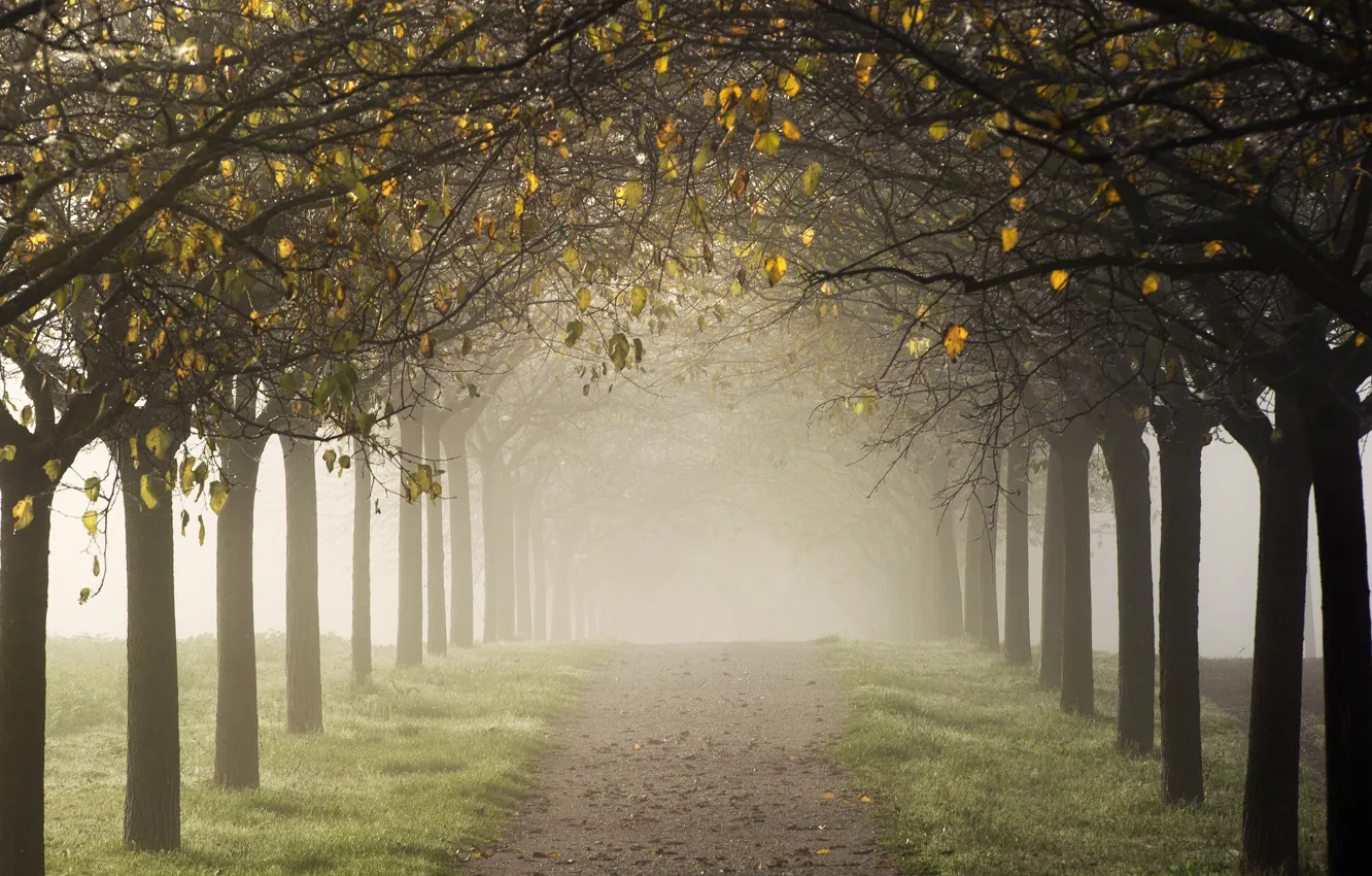 Фото обои дорога, осень, деревья, туман, аллея