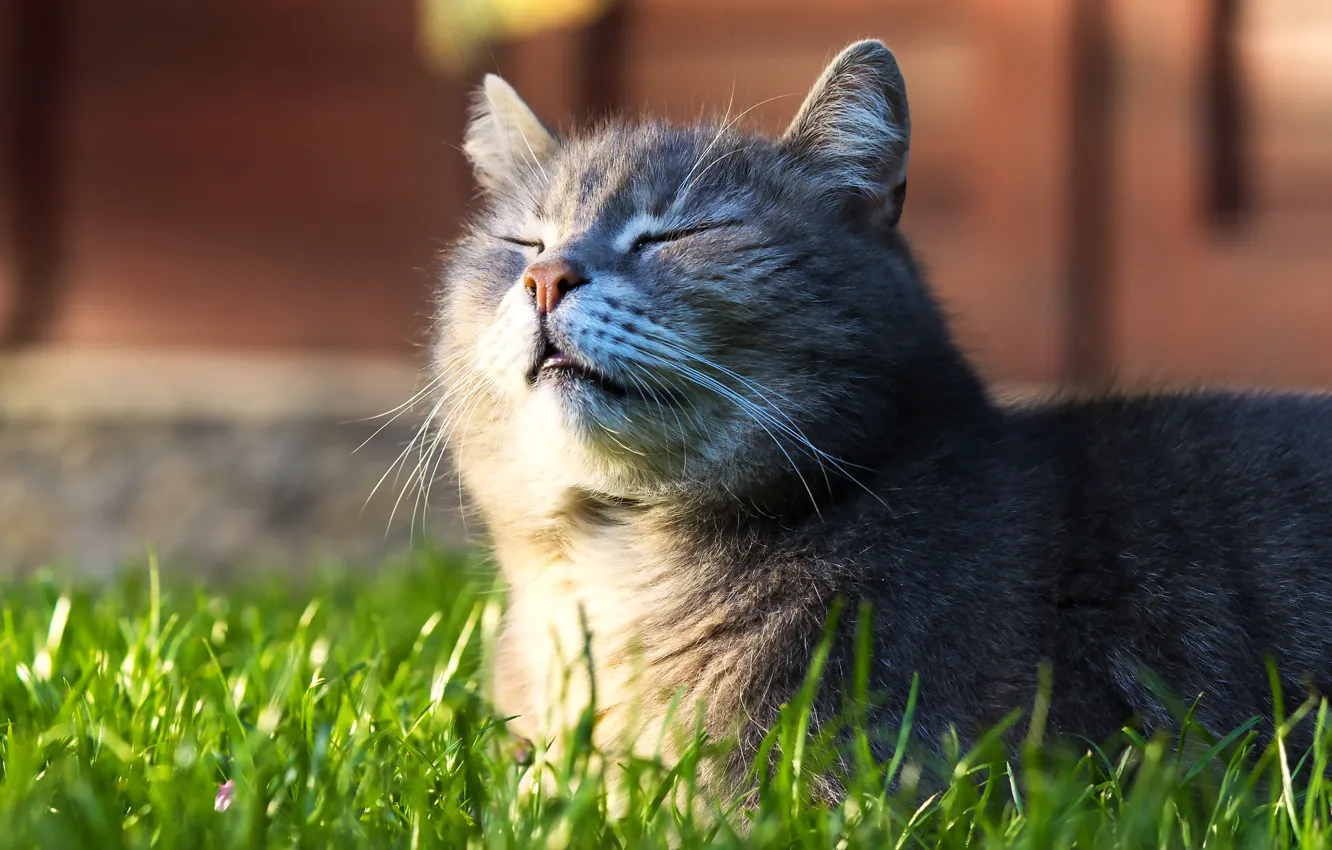 Фото обои кошка, трава, кот, морда, серый, лежит, закрытые глаза