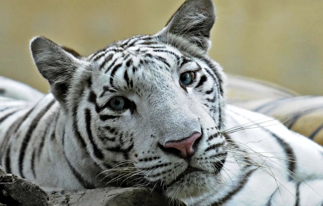 Фото обои кошка, белый, глаза, тигр, фото, лев, голубые, помесь