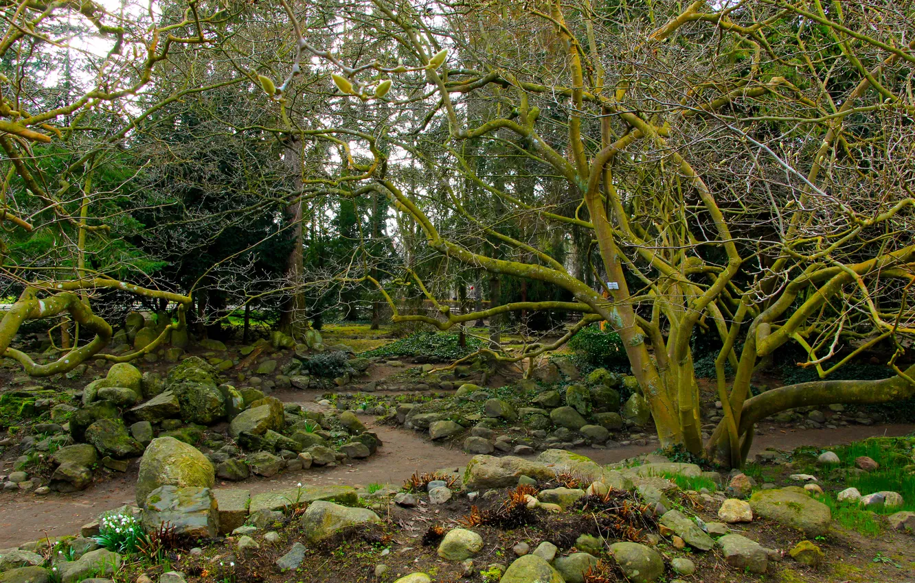 Фото обои flower, park, tree