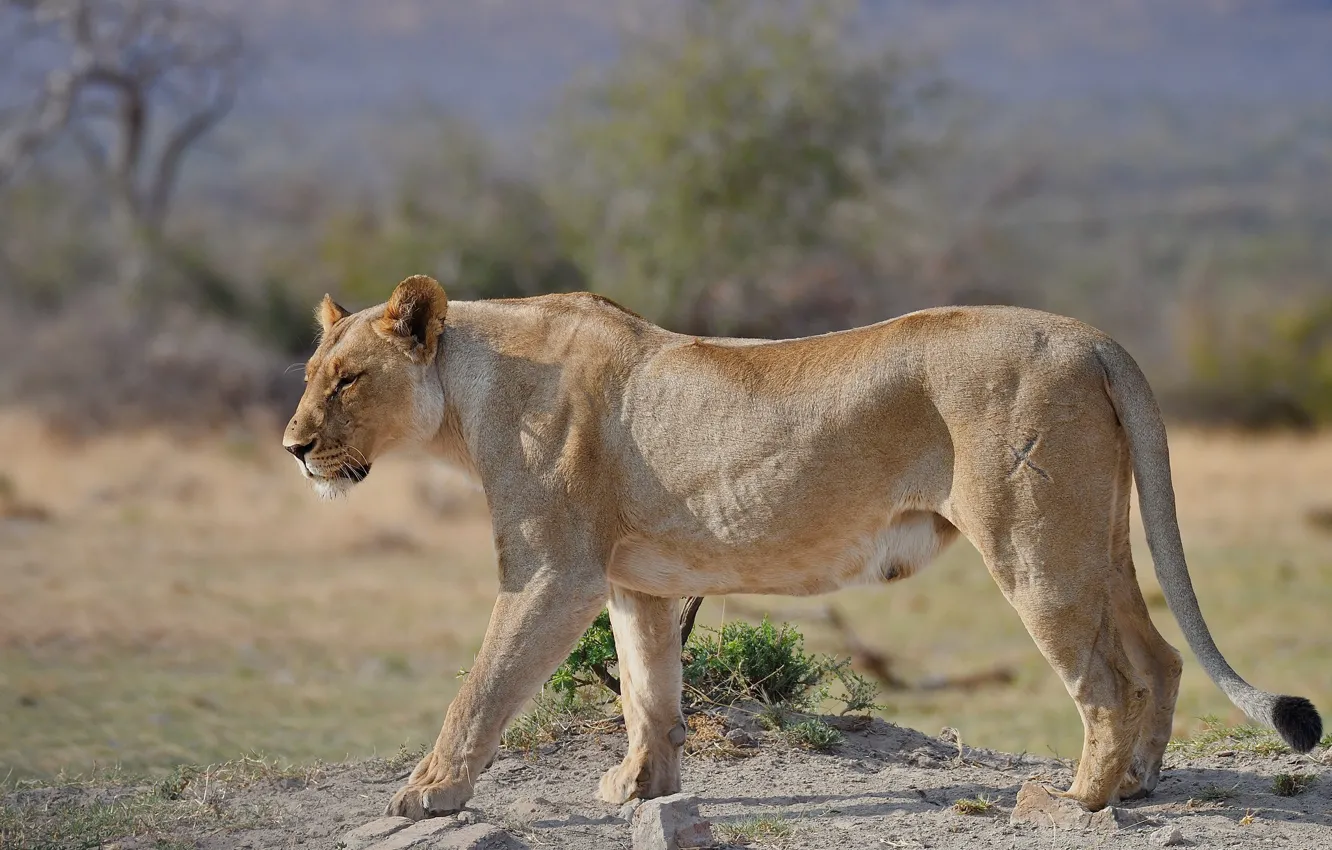 Фото обои природа, прогулка, львица