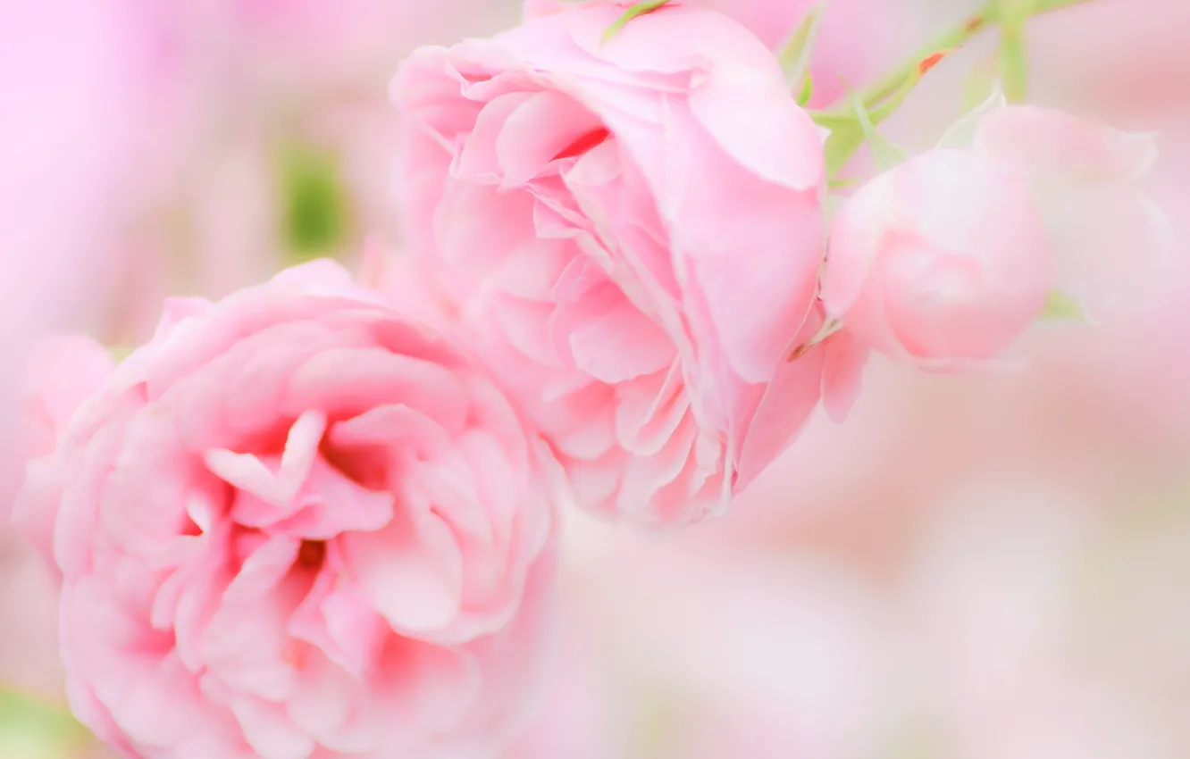 Фото обои листья, розы, лепестки, rose, бутоны, цветение, petals, bud