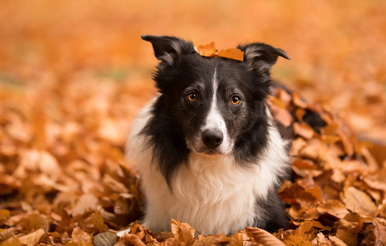 Фото обои осень, морда, листья, природа, собака, бордер-колли