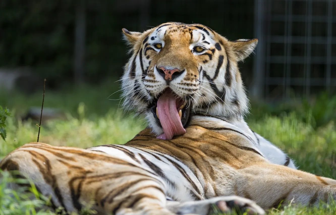 Фото обои язык, кошка, тигр, умывание, ©Tambako The Jaguar